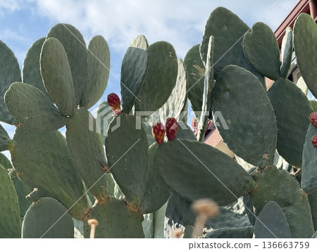 Prickly pear cactus with small red fruits against blue sky background 136663759