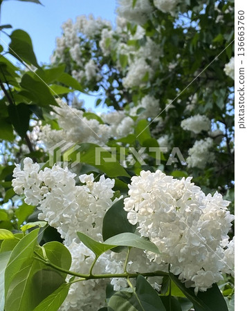 White lilac blossoms against green leaves and blue sky, perfect floral nature background White lilac blossoms against green leaves and blue sky, perfect floral nature background 136663760