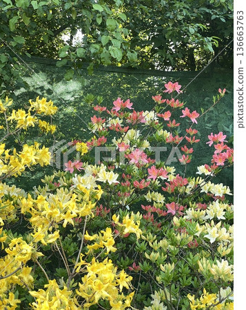 Colorful azalea flowers in garden with green foliage, creating vibrant outdoor floral background Colorful azalea flowers in garden with green foliage, creating vibrant outdoor floral background 136663763