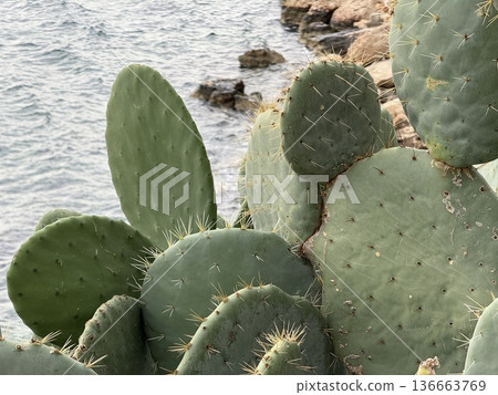 Cactus plants in natural coastal setting with ocean view, ideal for nature backgrounds Cactus plants in natural coastal setting with ocean view, ideal for nature backgrounds 136663769