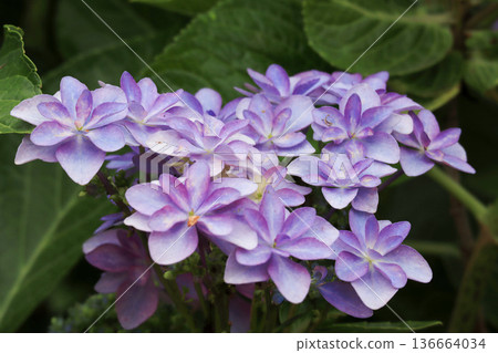 Hydrangea 136664034