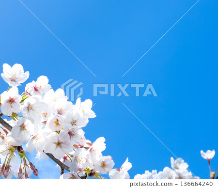 Calm and refreshing blue sky with pink cherry blossoms and copy space 136664240