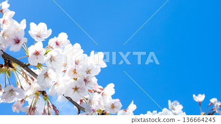Calm and refreshing blue sky with pink cherry blossoms and copy space Calm and refreshing blue sky with pink cherry blossoms and copy space 136664245