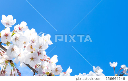 Calm and refreshing blue sky with pink cherry blossoms and copy space Calm and refreshing blue sky with pink cherry blossoms and copy space 136664246