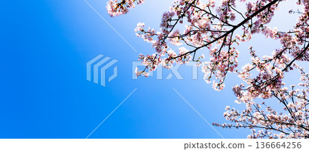 Calm and refreshing blue sky with pink cherry blossoms and copy space Calm and refreshing blue sky with pink cherry blossoms and copy space 136664256