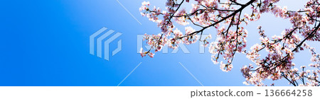 Calm and refreshing blue sky with pink cherry blossoms and copy space 136664258