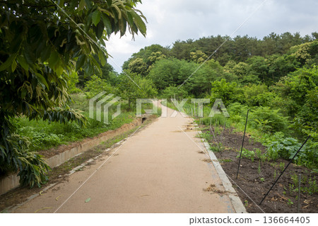 Bicycle path along the Geumgang River Bicycle path along the Geumgang River 136664405