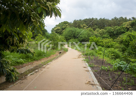 Bicycle path along the Geumgang River Bicycle path along the Geumgang River 136664406