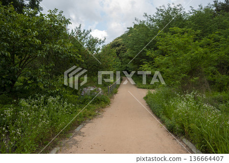 Bicycle path along the Geumgang River 136664407