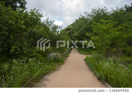 Bicycle path along the Geumgang River Bicycle path along the Geumgang River 136664408