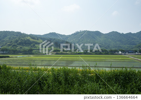 Bicycle path along the Geumgang River Bicycle path along the Geumgang River 136664664