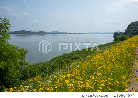 Bicycle path along the Geumgang River Bicycle path along the Geumgang River 136664674