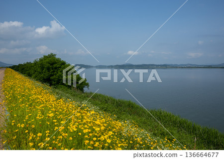 Bicycle path along the Geumgang River 136664677