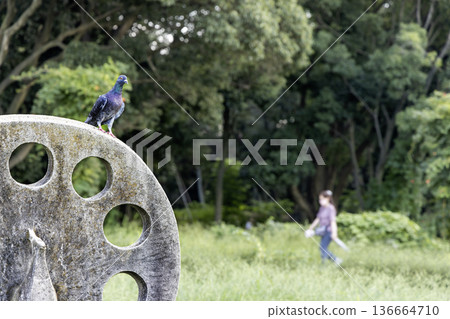 A summer holiday scene of a woman walking with pigeons A summer holiday scene of a woman walking with pigeons 136664710