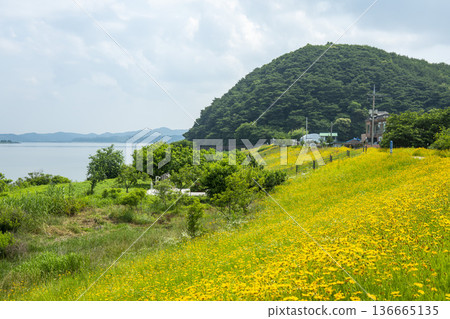 Bicycle path along the Geumgang River Bicycle path along the Geumgang River 136665135