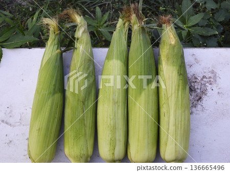 Corn cobs in green husks, neatly arranged in a row on a light surface Corn cobs in green husks, neatly arranged in a row on a light surface 136665496