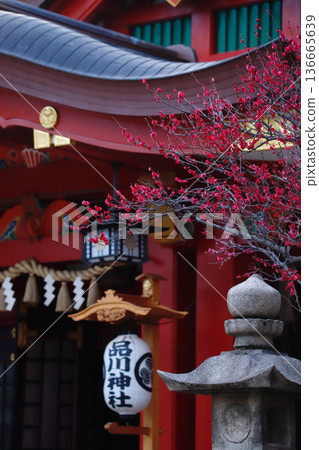 東京品川神社和梅花 東京品川神社和梅花 136665639