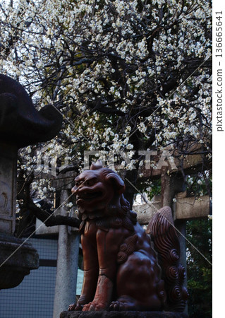 Shinagawa Shrine, Tokyo: Komainu and plum blossoms Shinagawa Shrine, Tokyo: Komainu and plum blossoms 136665641