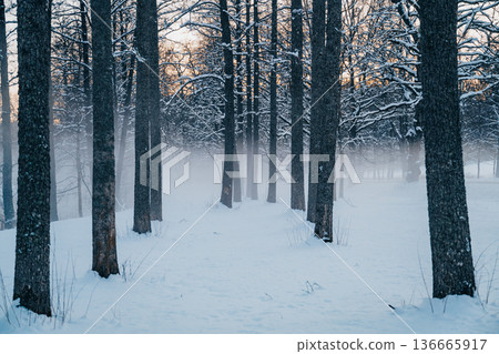 Foggy winter forest with snow and bare trees, serene Nordic woodland landscape Foggy winter forest with snow and bare trees, serene Nordic woodland landscape 136665917