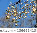 Fruit of the deciduous tree "Melia china": Winter scenery 136666413