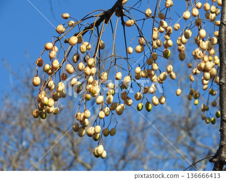 Fruit of the deciduous tree "Melia china": Winter scenery Fruit of the deciduous tree "Melia china": Winter scenery 136666413
