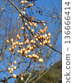 Fruit of the deciduous tree "Melia china": Winter scenery 136666414