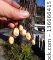 Fruit of the deciduous tree "Melia china": Winter scenery 136666415