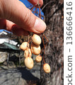 Fruit of the deciduous tree "Melia china": Winter scenery 136666416