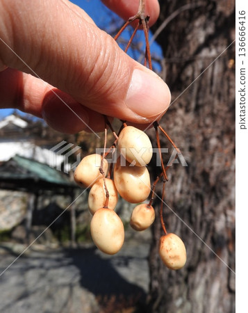 Fruit of the deciduous tree "Melia china": Winter scenery Fruit of the deciduous tree "Melia china": Winter scenery 136666416