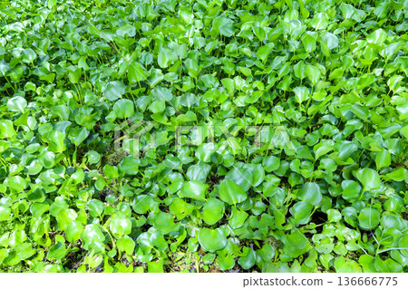 生長茂密的水生植物，鳳眼蓮 136666775