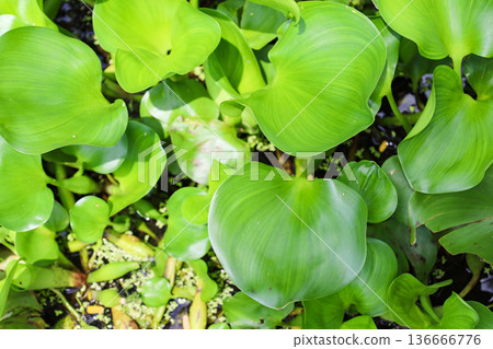 生長茂密的水生植物，鳳眼蓮 136666776