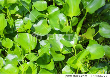 Densely growing aquatic plants, water hyacinth Densely growing aquatic plants, water hyacinth 136666777