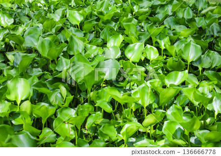 生長茂密的水生植物，鳳眼蓮 136666778
