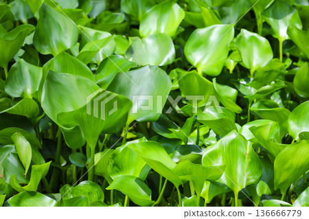 生長茂密的水生植物,鳳眼蓮 生長茂密的水生植物,鳳眼蓮 136666779