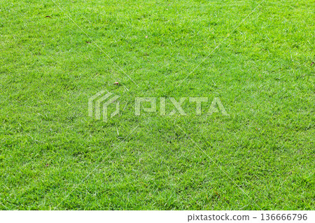 草坪 草坪 136666796