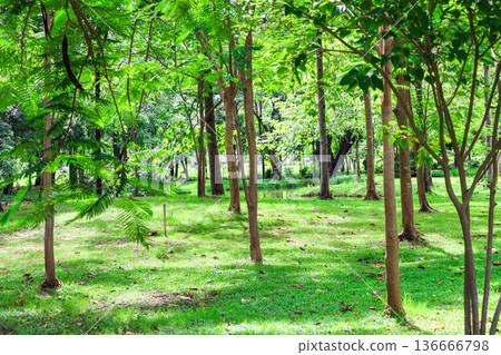 鬱鬱蔥蔥的森林 鬱鬱蔥蔥的森林 136666798