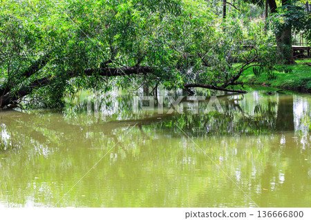 A river flowing through a lush forest A river flowing through a lush forest 136666800