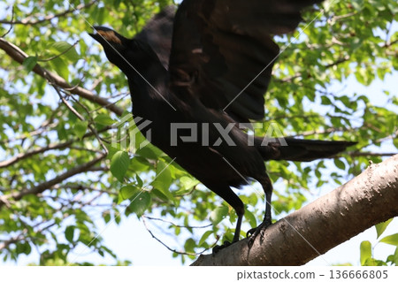 停止在樹枝的烏鴉 停止在樹枝的烏鴉 136666805