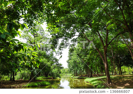 一條河流蜿蜒流經茂密的森林 一條河流蜿蜒流經茂密的森林 136666807