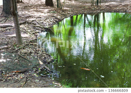 The surface of a pond surrounded by trees The surface of a pond surrounded by trees 136666809