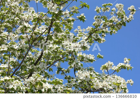 Dogwood trees shining against the blue sky Dogwood trees shining against the blue sky 136666810