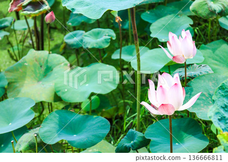 池塘邊種滿了荷葉和荷花。 池塘邊種滿了荷葉和荷花。 136666811