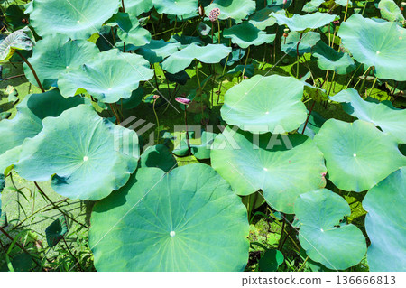 池塘邊種滿了荷葉和荷花。 池塘邊種滿了荷葉和荷花。 136666813