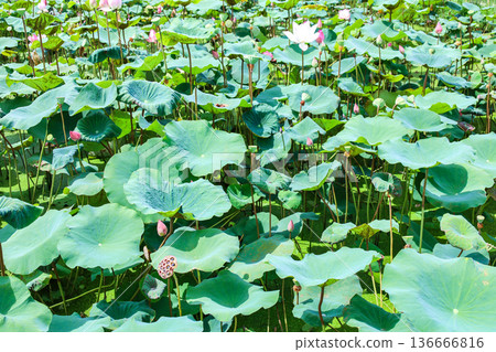 池塘邊種滿了荷葉和荷花。 池塘邊種滿了荷葉和荷花。 136666816