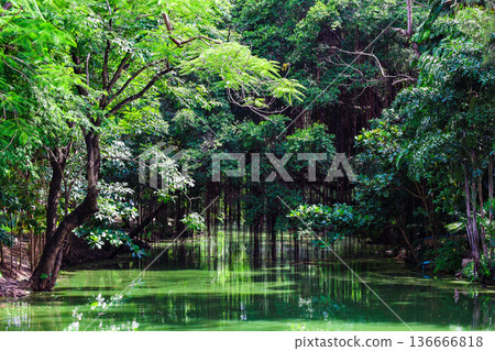 A river flowing through a lush forest A river flowing through a lush forest 136666818
