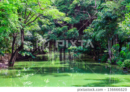 A river flowing through a lush forest 136666820