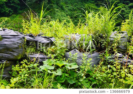 The murmuring of a clear river and ripples on the water surface The murmuring of a clear river and ripples on the water surface 136666979