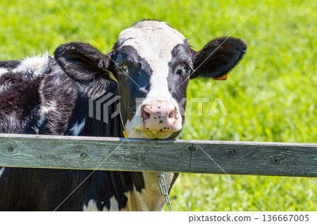 吃草的荷斯坦乳牛(圖) 吃草的荷斯坦乳牛(圖) 136667005