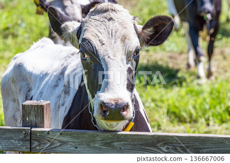 Grazing Holsteins (image) 136667006