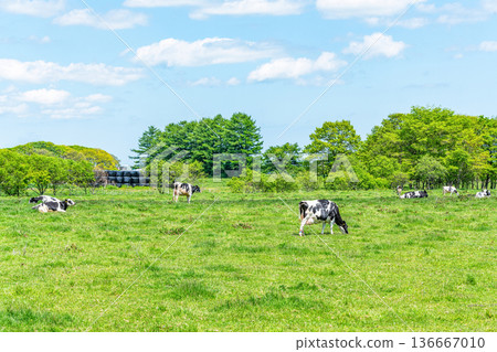 Grazing Holsteins (image) Grazing Holsteins (image) 136667010